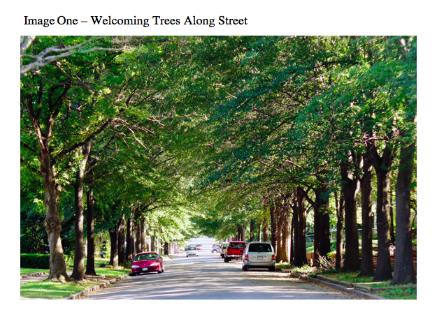 Welcoming Trees Along Street